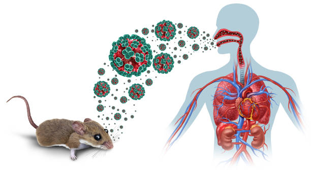 What Is Hantavirus